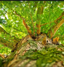 400 éves fa köré épült arborétum Zircen