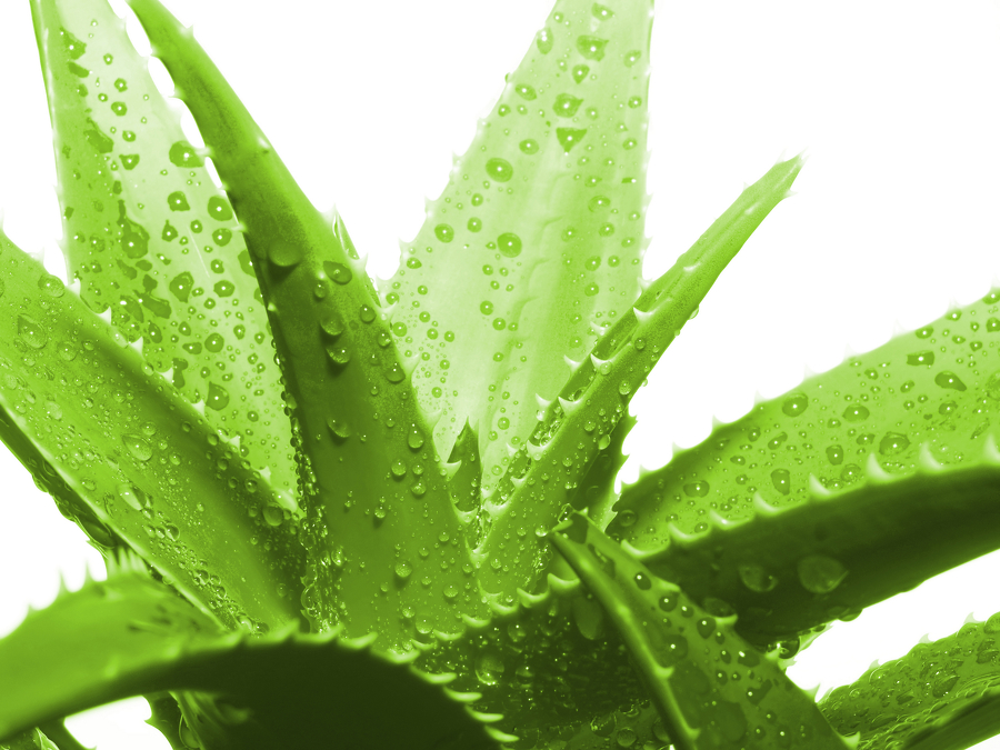 agave pikkelysömör kezelése hagyományos módszerek a pikkelysömör kezelésére