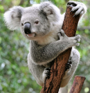 Visszatérhetett néhány koala a leégett ausztrál vadonba