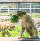 Az állatkölykök is kaptak játékot gyereknapon