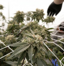 Albánia legalizálni készül a kannabiszt orvosi célra