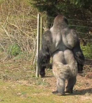 Ambam, aki gorillaként két lábon jár!