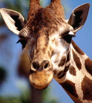 A zsiráf nyelve 45 cm is lehet!