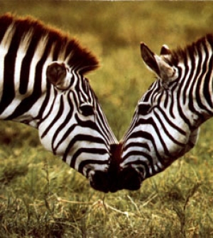 A zebrák társas élete