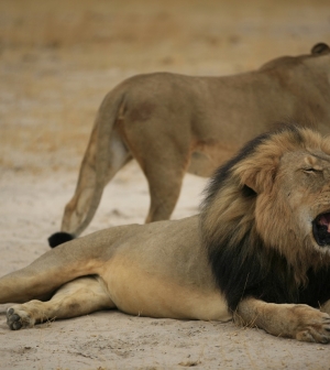 Fogorvos gyilkolta le Zimbabwe féltve őrzött Ceciljét