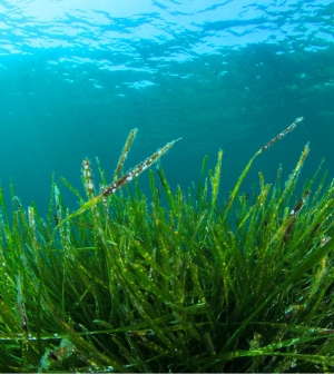 Ezért jó a Spirulina!