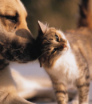 Hogyan diagnosztizálhatóak a kutyák és macskák bőrbetegségei?