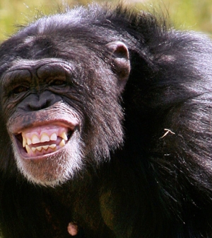 Megmenekülnek a csimpánzok