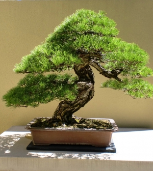 Neked van bonsai fád?