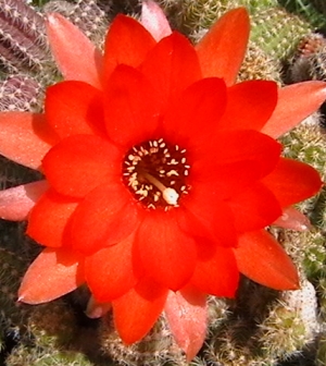 Íme, egy javaslat, ha gyakran virágzó kaktuszt akarsz!