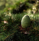 Tobozszüret a Follyban advent harmadik hétvégéjén