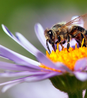 Így óvhatjuk meg a méheket