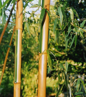 A legkedveltebb örökzöld bambuszok és díszfüvek