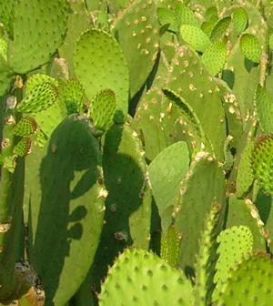 Nopal, az étvágycsökkentő kaktusz