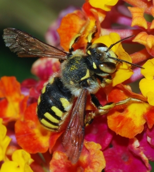 Hogyan védekezzünk méhcsípés ellen?