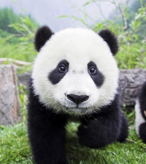 Medve vagy sem az óriás panda?
