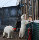 Egyre inkább rászorulnak az emberekre a jegesmedvék a klímaváltozás miatt