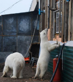 Egyre inkább rászorulnak az emberekre a jegesmedvék a klímaváltozás miatt