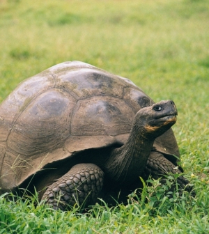 Ma van a teknősök világnapja – íme, a legkülönlegesebbek
