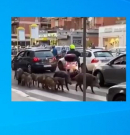 Vaddisznócsorda Róma utcáin