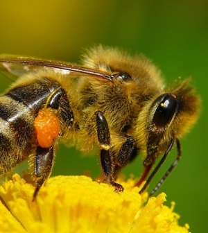 Így hat a koffein a méhekre