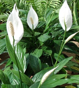 Fehér virágaival otthonod csodás éke lehet!