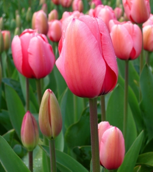 A tulipán sokak kedvence