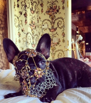 Lady Gaga kicsicsázta a kutyáját