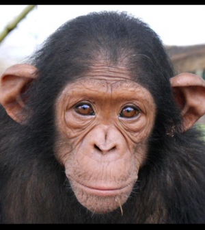 Csimpánzhangok és jelentésük