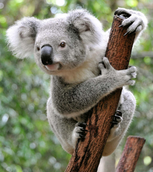 Visszatérhetett néhány koala a leégett ausztrál vadonba