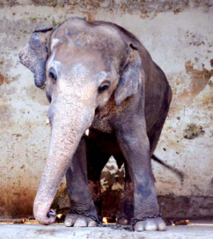 Szabadon engednek egy 35 éven át fogságban élő, magányos elefántot Pakisztánban