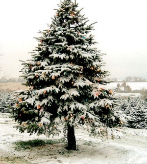 Te mennyire ismered a karácsonyfa eredetét?