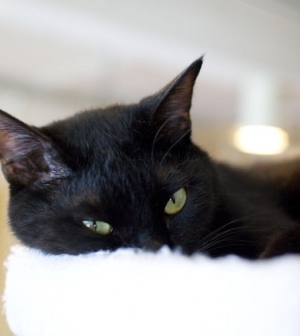 Fekete macska, babona, állatkínzás… emberi tébolyultság