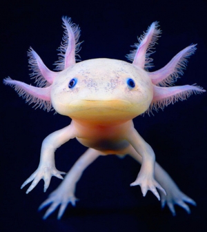 Axolotl - a mosolygós hal