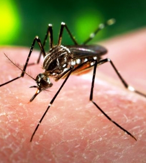 Pánikot keltő Zika vírus