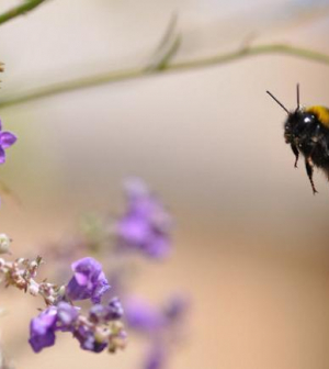 A mobiltelefonok sugárzása is okozhatja a rovarok pusztulását Európában