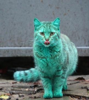 Bulgáriai zöld macska és egyéb macskaságok